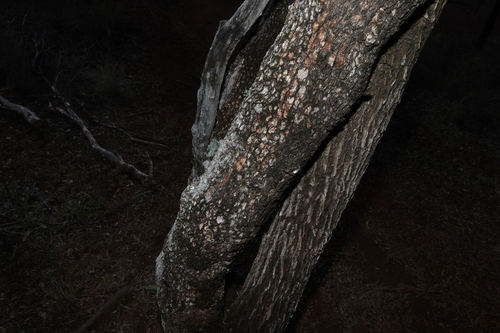 Alectryon oleifolius, photograph 4