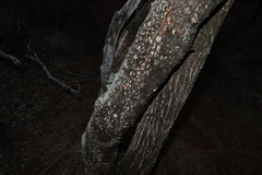 Alectryon oleifolius, photograph (c) Greg Tasney, some rights reserved (CC BY-SA)
