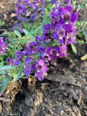 Angelonia
