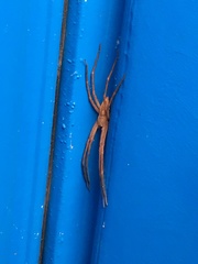 Pisaurina
