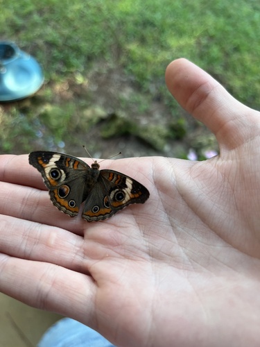 Common Buckeye