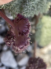 Cymopterus cinerarius