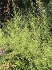 Phyllostachys aurea