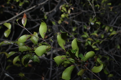 Cadellia pentastylis, photograph (c) Greg Tasney, some rights reserved (CC BY-SA)