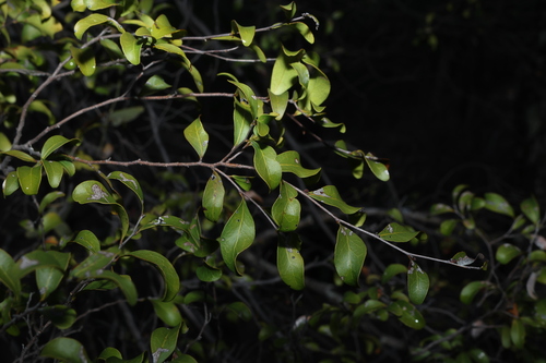 Cadellia pentastylis, photograph 2