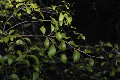Cadellia pentastylis, photograph (c) Greg Tasney, some rights reserved (CC BY-SA)