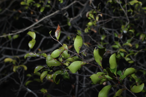 Cadellia pentastylis, photograph 4