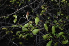 Cadellia pentastylis, photograph (c) Greg Tasney, some rights reserved (CC BY-SA)