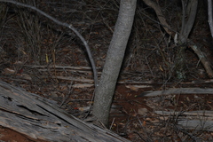 Cadellia pentastylis, photograph (c) Greg Tasney, some rights reserved (CC BY-SA)