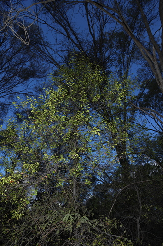 Cadellia pentastylis, photograph 6