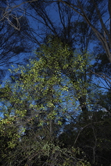 Cadellia pentastylis, photograph (c) Greg Tasney, some rights reserved (CC BY-SA)