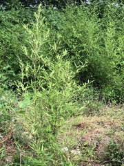 Phyllostachys aurea