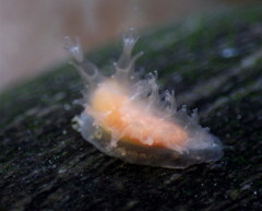 Tritonicula myrakeenae