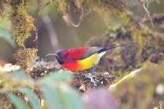 Aethopyga gouldiae