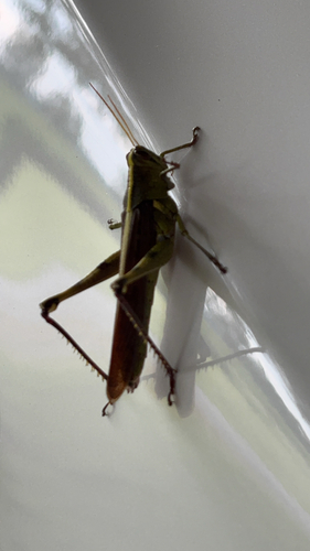 Obscure Bird Grasshopper