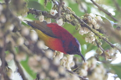 Aethopyga gouldiae
