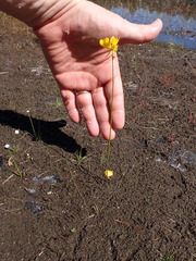 (c) John Baur, some rights reserved (CC BY) Utricularia cornuta, photograph (c) John Baur, some rights reserved (CC BY)