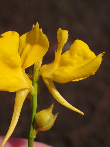 Utricularia cornuta, photograph 1