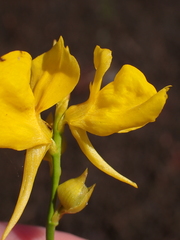 (c) John Baur, some rights reserved (CC BY) Utricularia cornuta, photograph (c) John Baur, some rights reserved (CC BY)