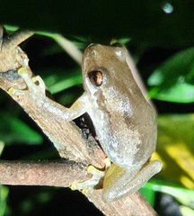 Litoria dentata