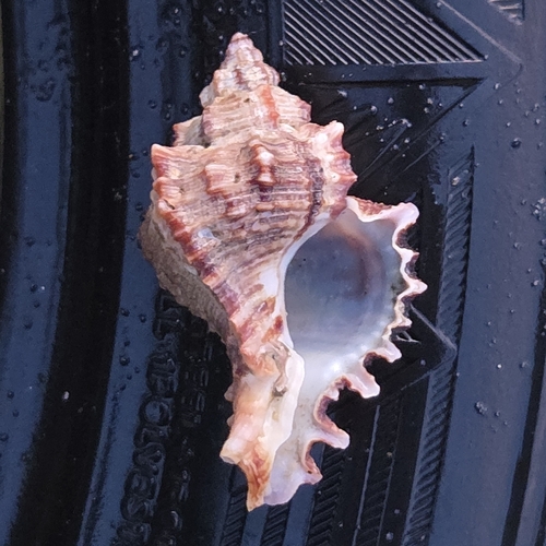 Chicoreus brevifrons, 2026-08-26