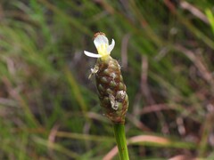 Xyris platylepis, photograph (c) geosesarma, some rights reserved (CC BY)
