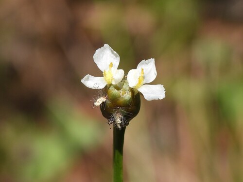 Xyris platylepis