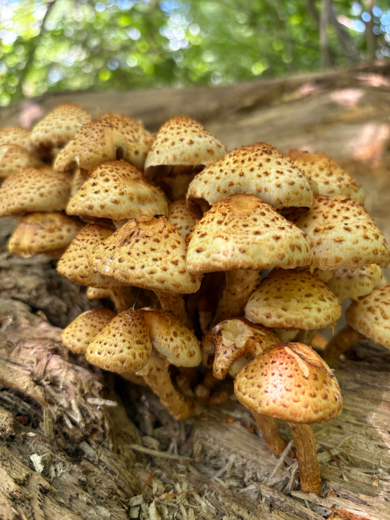 Sharp-scaly Pholiota · August 2026 · photo: Photo: (c) delognut, some rights reserved (CC BY) · iNaturalist