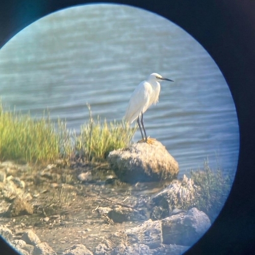 Little Egret