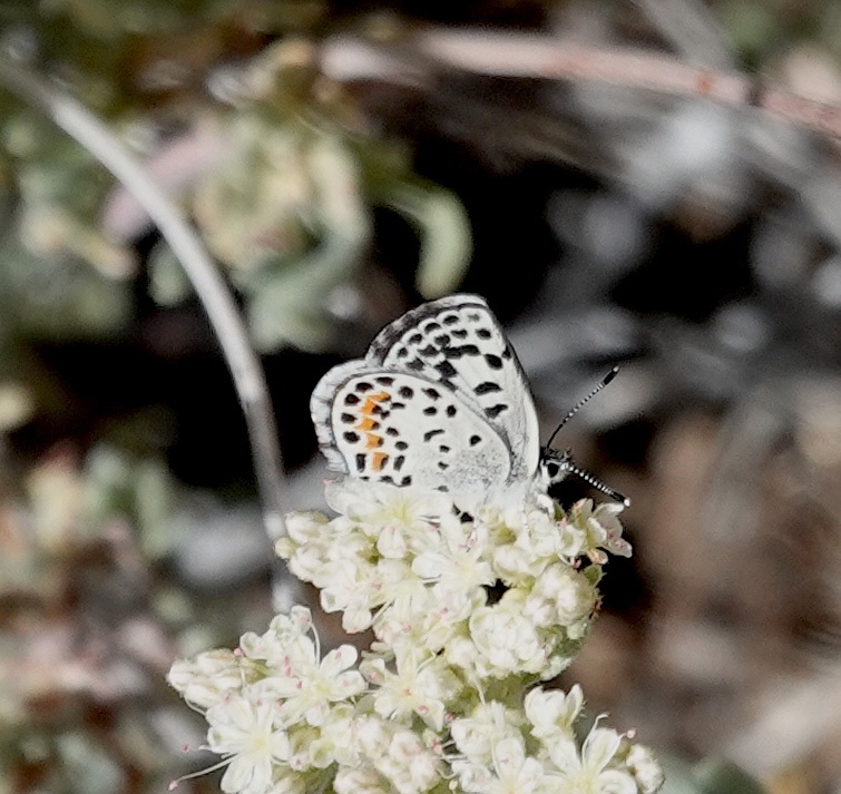 Mojave Blue