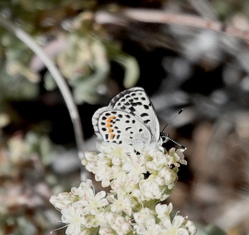 Mojave Blue