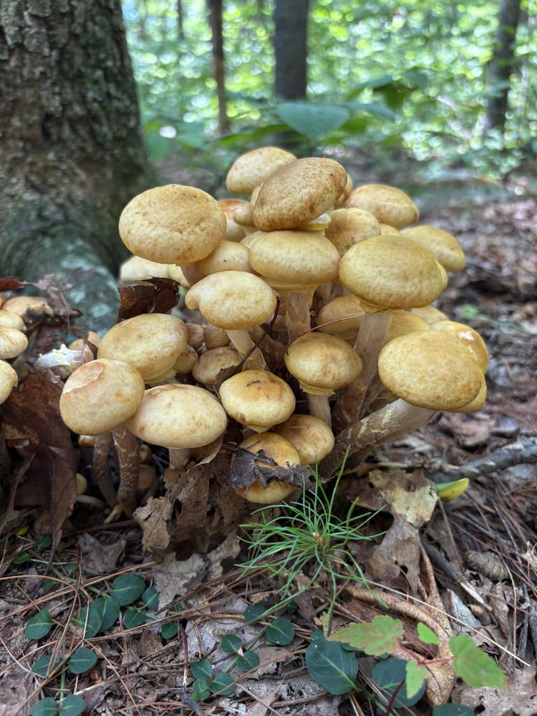 Honey Mushroom · August 2026 · photo: Photo: (c) delognut, some rights reserved (CC BY) · iNaturalist