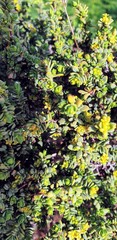 Pimelea serpyllifolia serpyllifolia