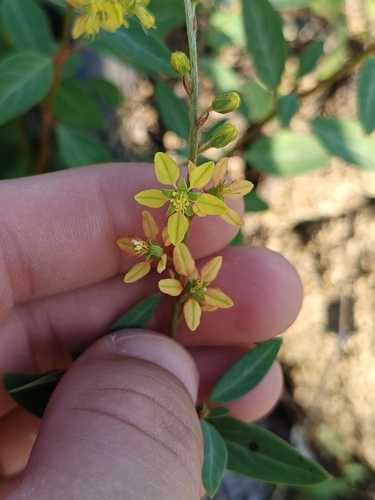 Galphimia angustifolia, photograph 3