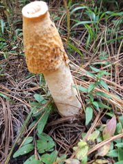 Phallus aurantiacus
