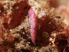 Hypselodoris maculosa