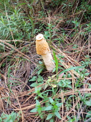 Phallus aurantiacus