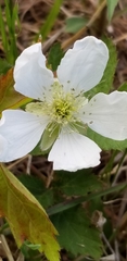 Rubus hancinianus