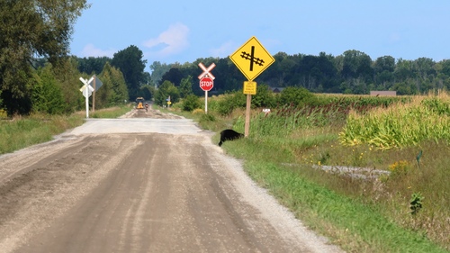 Black Bear sighting near Ottawa