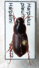 Harpalus somnulentus