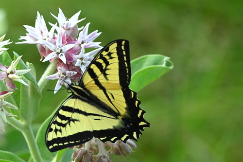 iNaturalist observation photo of Western Tiger Swallowtail