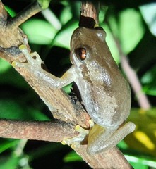 Litoria dentata