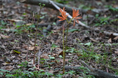 Lycoris sanguinea, photograph (c) WATANABE Hitoshi 渡辺仁, some rights reserved (CC BY)
