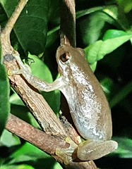 Litoria dentata