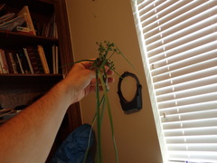 Cyperus surinamensis