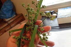 Cyperus surinamensis