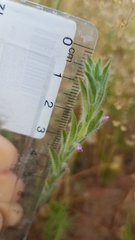 Epilobium torreyi