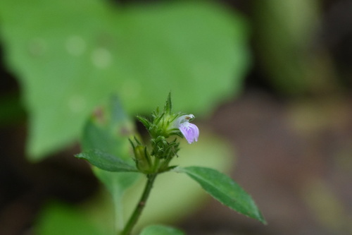 Rostellularia procumbens, photograph 5
