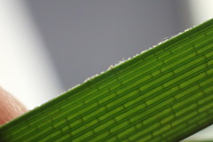 Cyperus surinamensis