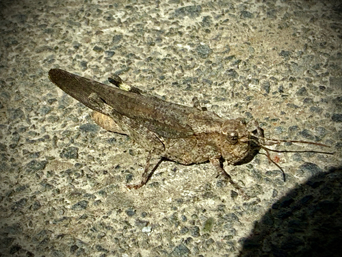 Crackling Forest Grasshopper
